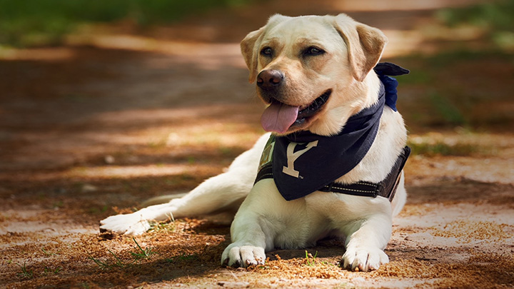 color photograph of dog with Yale University collar