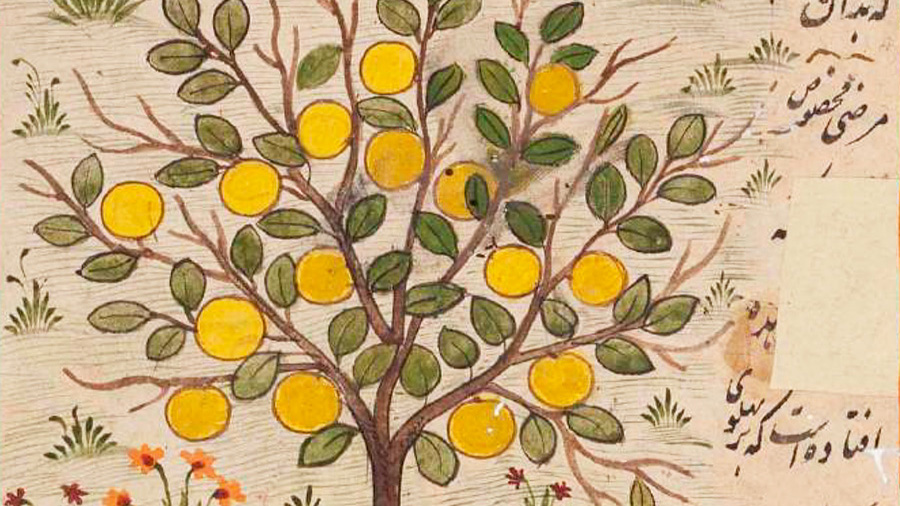 A picture of fruit on a tree surrounded by Arabic calligraphy