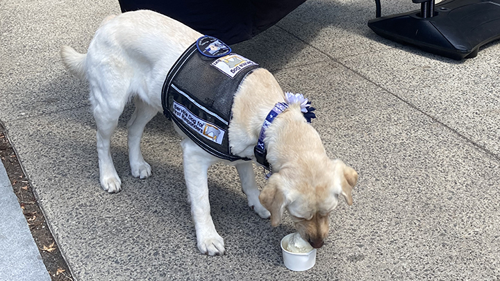 Heidi, Yale's service dog for public safety, a yellow labrador, eats vanilla ice cream from a cup on the pavement.