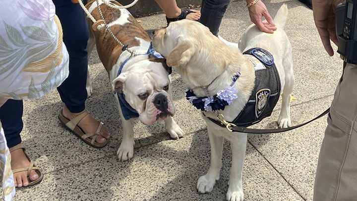 The Yale mascot Handsome Dan, a brindle bulldog, meets Heidi, Yale's service dog, a yellow labrador. Heidi has lilac and purple flowers around her collar. People stand around them but only their feet are visible.